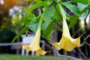 lax änglars trumpet har trumpetformad eller trumpetformad blommor, gulaktig vit, blommor blomma upside ner, kronblad ringlad upp och avge en mjuk doft. foto