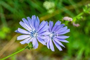 skönhet vild växande blomma cikoria vanlig på bakgrund äng foto