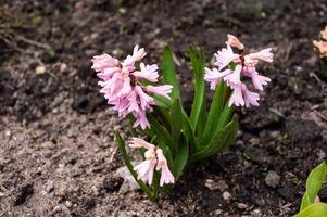 de rosa hyacint blommat i de vår i de trädgård foto