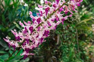 Foto av orkide blomma blomning i de trädgård