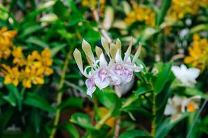 Foto av orkide blomma blomning i de trädgård