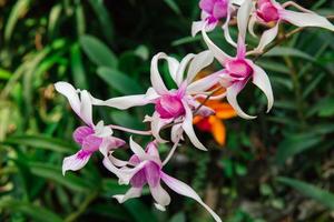 Foto av orkide blomma blomning i de trädgård