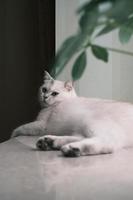 vit katt liggande maklig inomhus foto