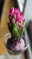 en rosa hyacint i blommande foto