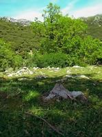 jebel kelti ett av de högsta toppar i de rif räckvidd belägen söder av tetouan, marocko med ett elevation av 1926-m och hisnande panorama- visningar av de omgivande område från de hjärta av natur foto