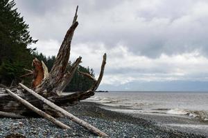 grov kustlinje på vancouver ö, brittiskt columbia, kanada foto