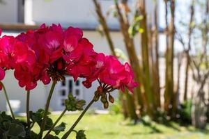 skön röd geranium blommor i en trädgård i en solig dag foto