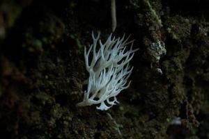 hericium erinaceus, är en unikt utseende svamp med en slående utseende. dess fruiting kropp har en korallliknande form, med en vit, lurvig exteriör och lång, dinglande ryggar den där likna istappar foto