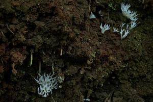 hericium erinaceus, är en unikt utseende svamp med en slående utseende. dess fruiting kropp har en korallliknande form, med en vit, lurvig exteriör och lång, dinglande ryggar den där likna istappar foto