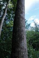 detalj av en stor bark den där är i de skog foto