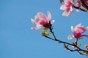 vacker rosa blomma under vårsäsongen foto