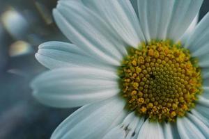 vacker vit tusensköna blomma under vårsäsongen foto