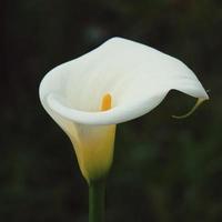 vacker vit lilja calla blomma under vårsäsongen foto