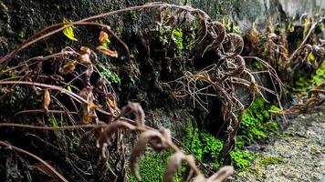 en vild växt med brun löv växande på en fuktig vägg. tömma Plats för design och text. natur bakgrundsbilder. foto