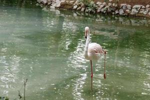 skön rosa flamingos med näbb och lösa vingar foto