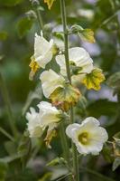 många stor vit blommor tycka om klockorna på ett stam. stam med hårstrån. de löv är urblekt. bakgrund grön suddig. selektiv fokus. vertikal ram. foto