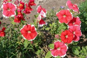 en massa av stor röd med vit gräns blommor. stjälkar och löv är grön. där är en suddigt brun jorden. selektiv fokus. foto