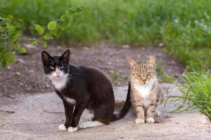 två katter, svart och grå, sitta och se på de kamera. gräs på en suddig bakgrund. foto