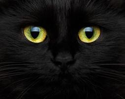 söt munkorg av en svart katt foto