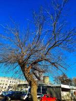 järn träd i tidigt vår mot de blå himmel. ett gammal celtis l träd med en stor krona och en stor trunk. foto