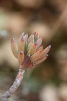 vild berg blomma på stenar stänga upp botanisk bakgrund sedum ochroleucum familj Crassulaceae stor storlek hög kvalitet skriva ut foto