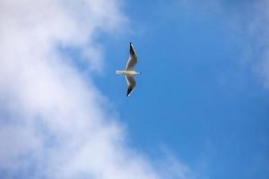fågel som flyger måsen isolerad himmel symbol för frihetskoncept. vit fiskmås på himlen foto