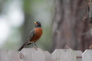 turdus migratorius med dess röd bröst och vit ringade ögon poser på en staket i vår. foto