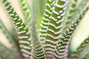 Haworthia attenuata hus växt växande förbi en fönster. foto