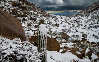 snö täckt saguaro kaktus på sonoran berg foto