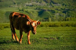 boskap födosökande i främre av de skön björk skog i vår i hemu by, xinjiang foto