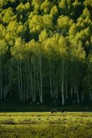 de skön björk skog i vår i hemu by, xinjiang är tycka om en älvland foto