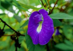 fjäril ärta blomma vetenskapligt känd som Clitoria ternatea, en lila blomma den där är ofta Begagnade som en ört- medicin den där har hälsa fördelar foto