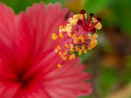 stänga röd Färg hibiskus blomma, hibiskus blomma tapet foto