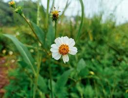 ketul blomma eller Vad är känd vetenskapligt som biden pilosa, är en vild växt den där är ofta hittades vid sidan av vägar eller i plantager i de tropikerna, blomma tapet foto