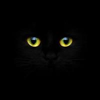 svart katt närbild foto