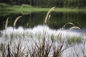 avkopplande utsikt över vass nära en damm foto