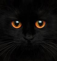 söt munkorg av en svart katt med röd ögon foto