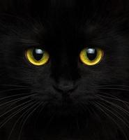 söt munkorg av en svart katt stänga upp foto