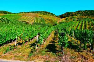 sent sommar vingård kullar i mosel dal foto