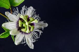 passionen frukt blomma på svart bakgrund, friska frukt foto