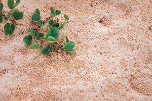 strand morgon- ära eller ipomoea pes-caprae på de sand. foto