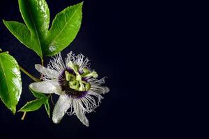 passionen frukt blomma på svart bakgrund, friska frukt s foto