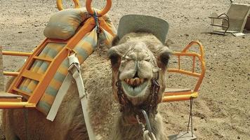 en kamel för en rida på de sandstrand. foto