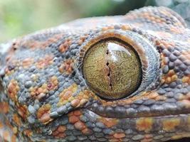 gecko öga makro fotografi foto