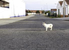 gatan övergivna katter foto