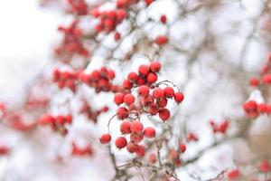 röd bär av viburnum eller berg aska under de snö på en träd foto