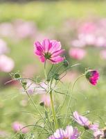 rosa kosmos blomma i trädgården foto