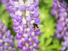 närbild av ett bi på en lila blomma foto