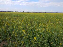 senap växter odla, sarso khet har gul växande blomma blomma, oljeväxter under blå himmel foto