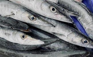 närbild färsk kung makrill fisk med skal på lokal- skaldjur marknadsföra för rea, kung makrill fisk är tillgängliga i stormarknader är en populär skaldjur med en utsökt smak, kung makrill fisk bakgrund foto